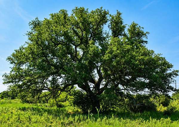 707 Acres of Land for Sale in Voca, Texas