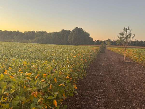 23.6 Acres of Agricultural & Residential Land for Sale in Foley, Minnesota