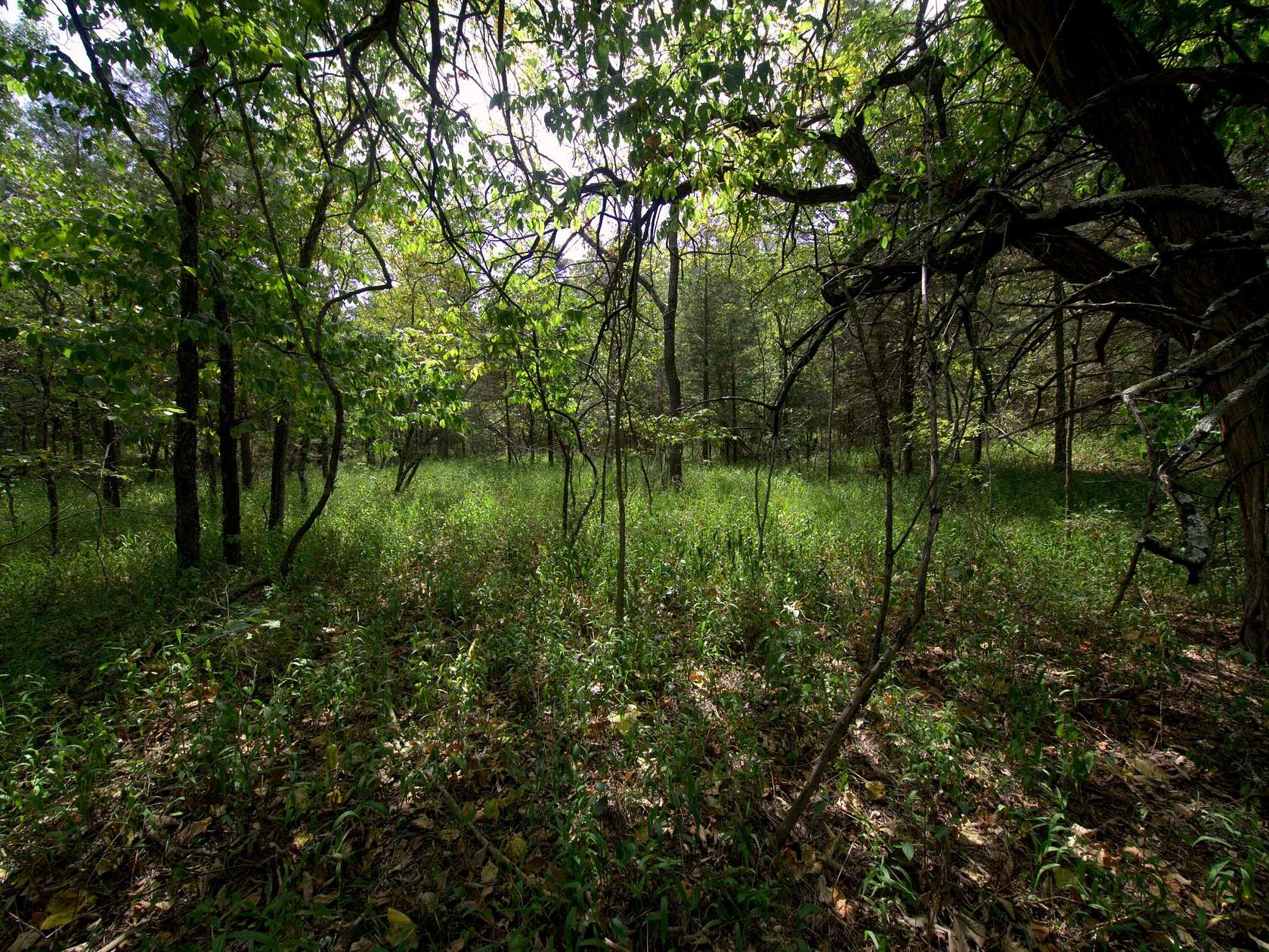 10 Acres of Recreational & Residential Land for Sale in Urbana, Missouri