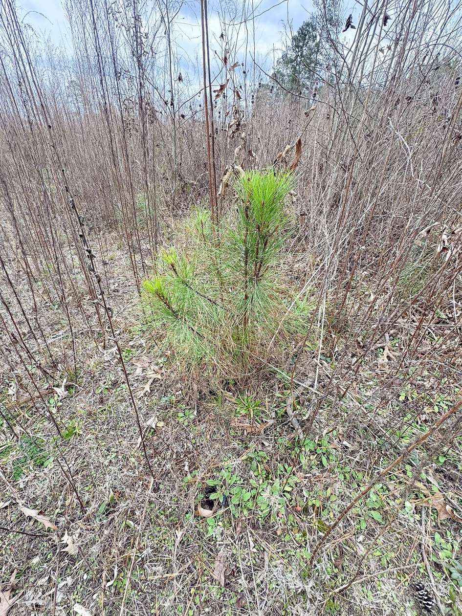 18 Acres of Recreational Land for Auction in Stephens, Arkansas