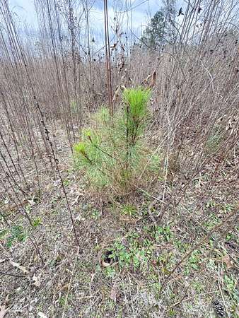 40 Acres of Recreational Land for Auction in Stephens, Arkansas