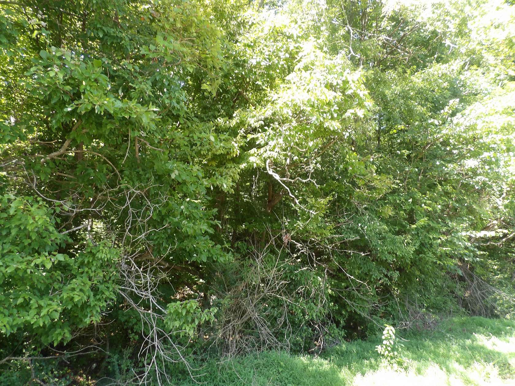33.4 Acres of Agricultural Land for Sale in Waverly, Tennessee