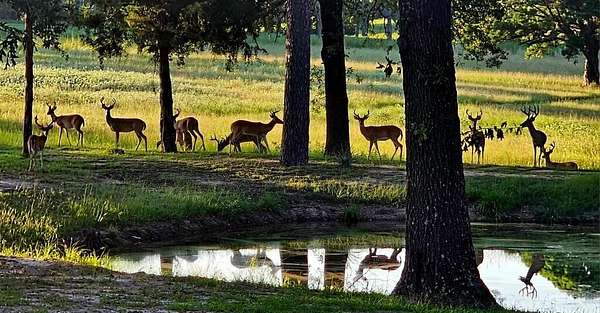 10 Acres of Land with Home for Sale in Frankston, Texas