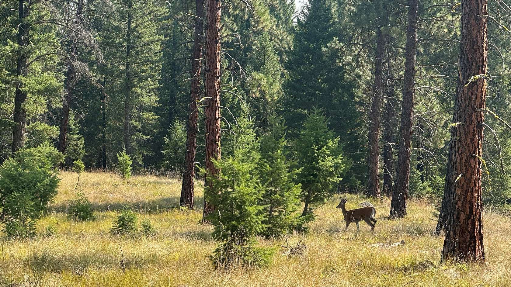 13.3 Acres of Recreational Land for Sale in Libby, Montana
