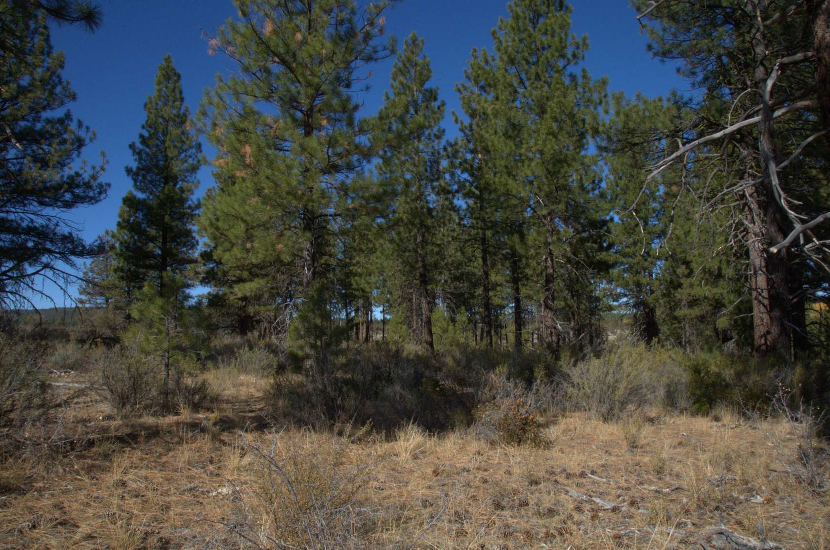 1.56 Acres of Residential Land for Sale in Chiloquin, Oregon