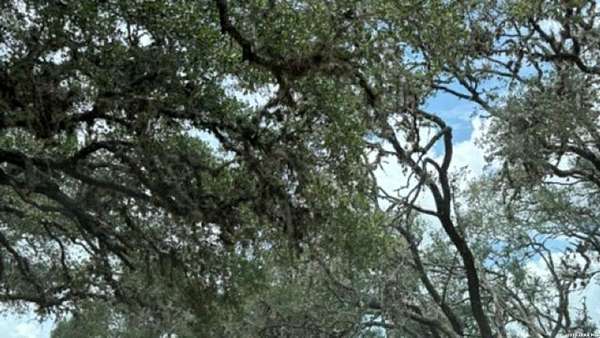 53.8 Acres of Land for Sale in Mico, Texas