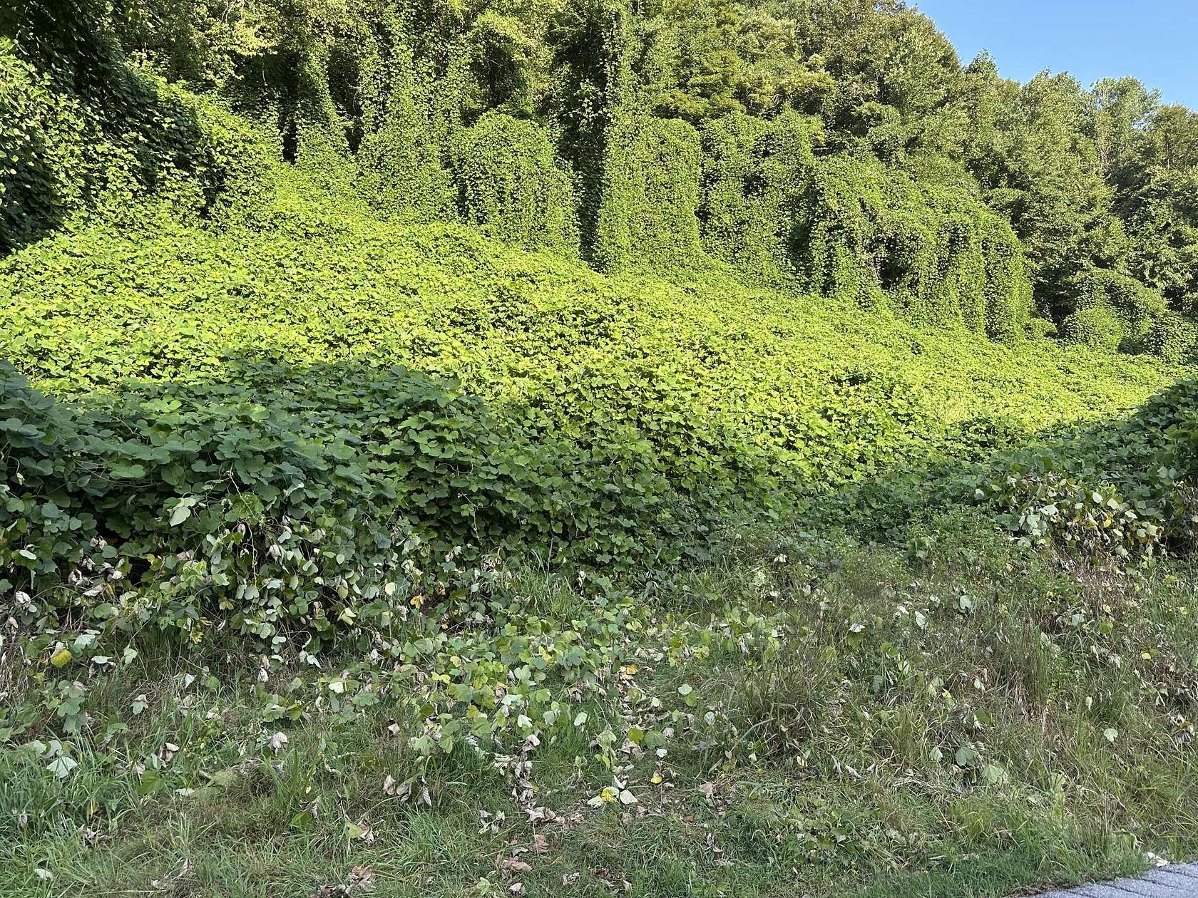 50 Acres of Recreational Land for Sale in Manchester, Kentucky