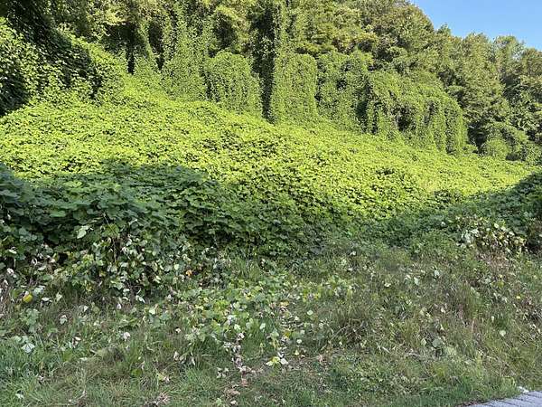50 Acres of Recreational Land for Sale in Manchester, Kentucky