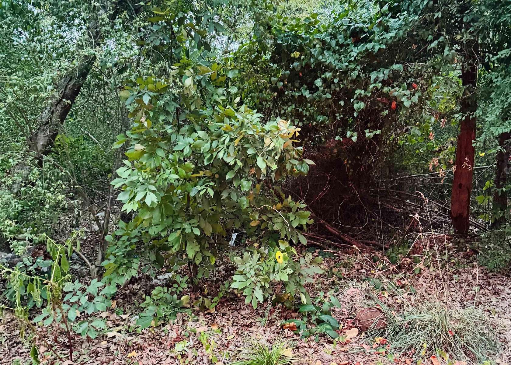 0.46 Acres of Residential Land for Sale in Little Rock, Arkansas