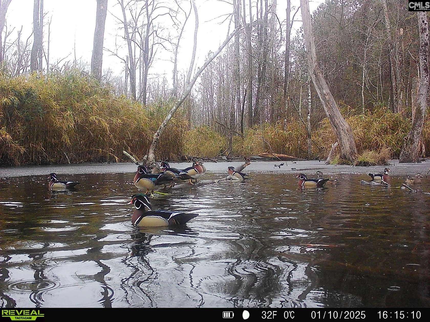80.6 Acres of Recreational Land for Sale in Hopkins, South Carolina