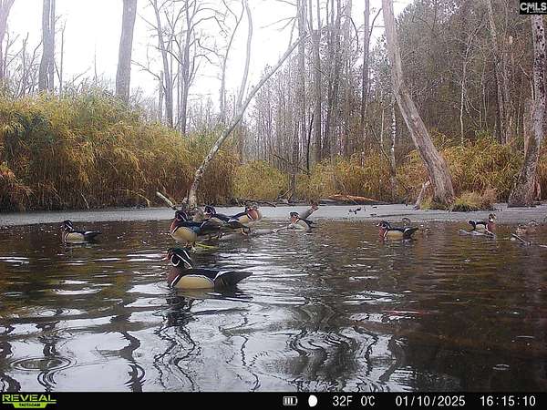 80.6 Acres of Recreational Land for Sale in Hopkins, South Carolina