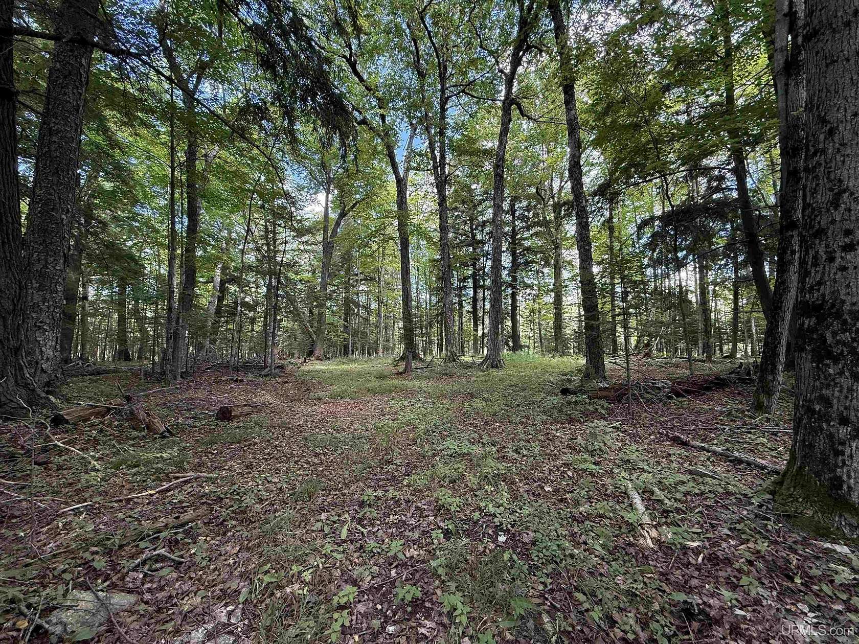 38.1 Acres of Recreational Land for Sale in Gulliver, Michigan