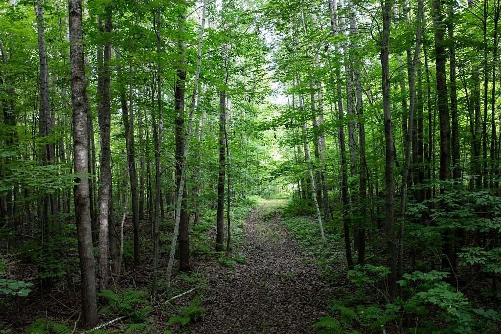 20 Acres of Recreational Land for Sale in New Auburn, Wisconsin