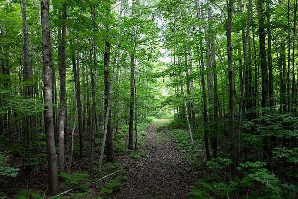 20 Acres of Recreational Land for Sale in New Auburn, Wisconsin
