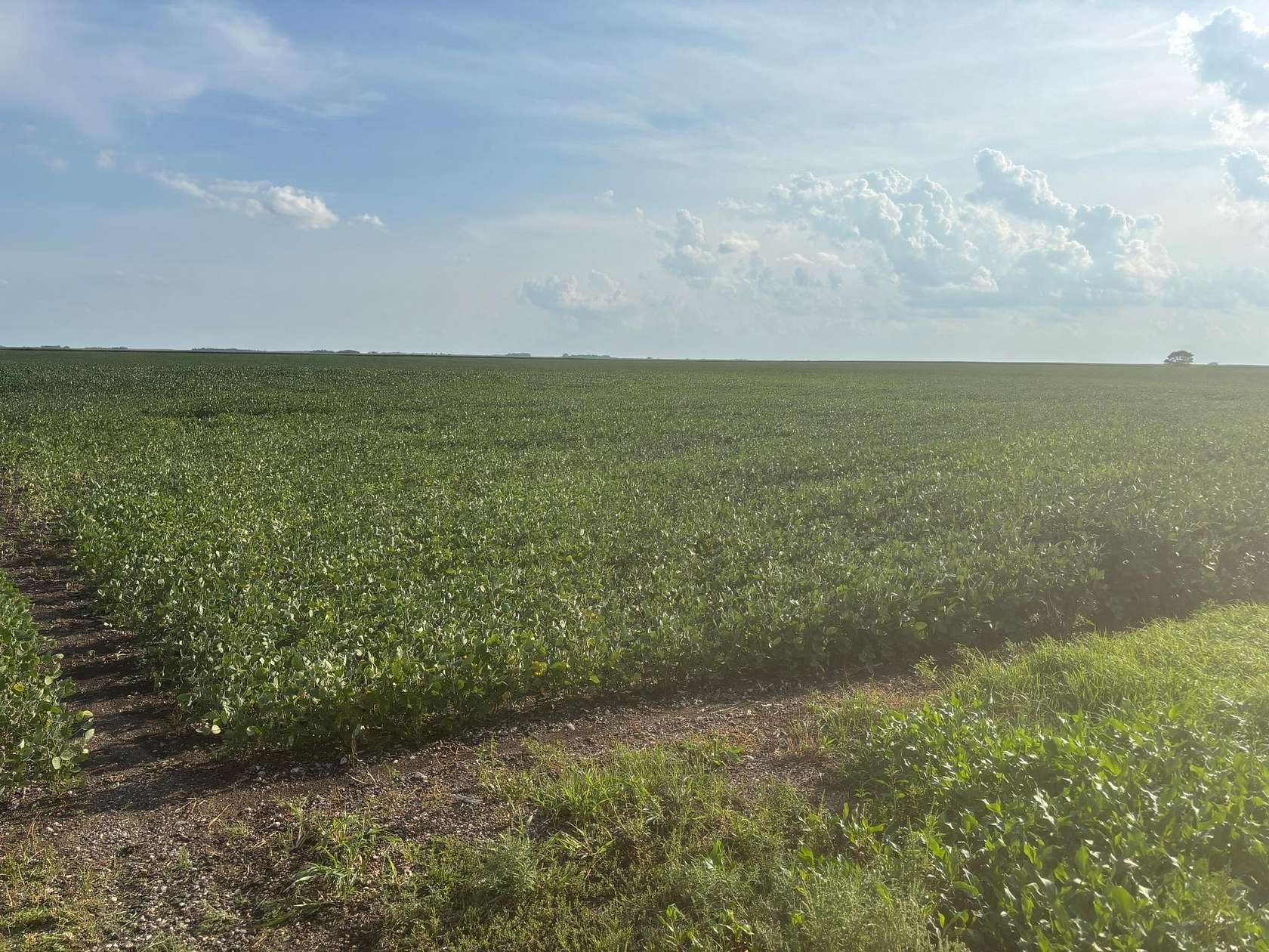 160 Acres of Agricultural Land for Sale in Chokio, Minnesota