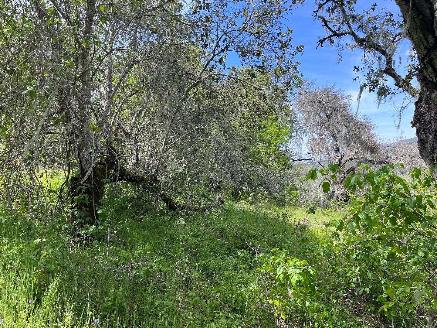 10.8 Acres of Land for Sale in Carmel Valley, California