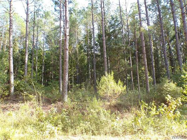 90 Acres of Recreational & Residential Land for Sale in Fayette, Alabama