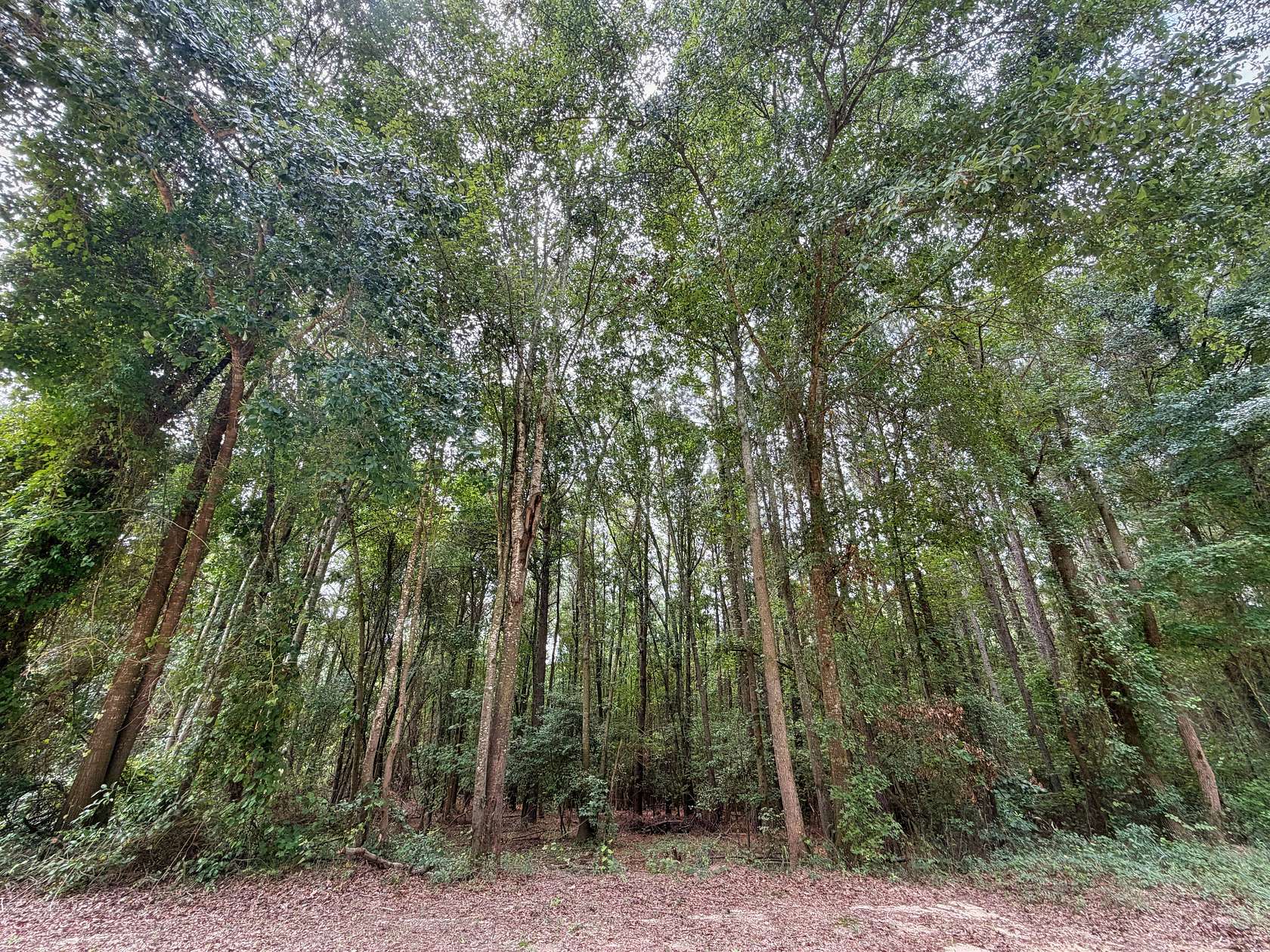2 Acres of Land for Sale in Cheraw, South Carolina