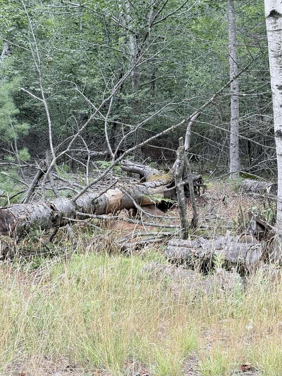 27 Acres of Recreational & Residential Land for Sale in Lamoine Town, Maine