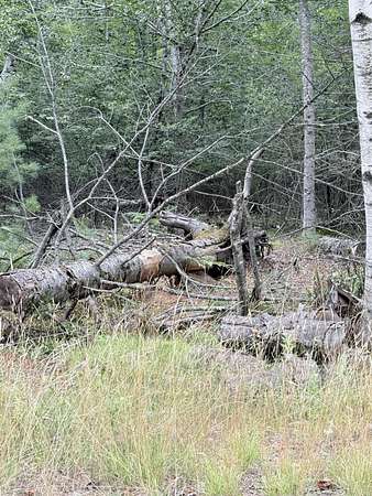 27 Acres of Recreational & Residential Land for Sale in Lamoine Town, Maine