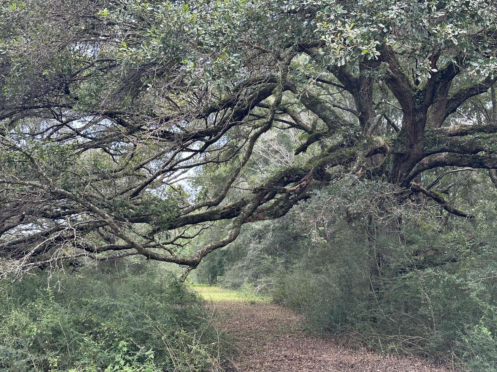 31 Acres of Land for Sale in Holt, Florida