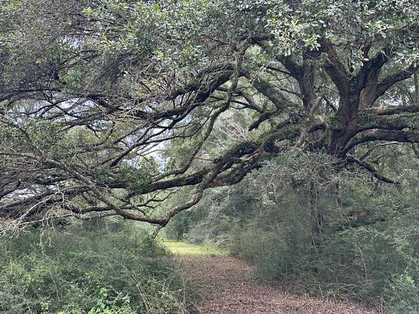 31 Acres of Land for Sale in Holt, Florida