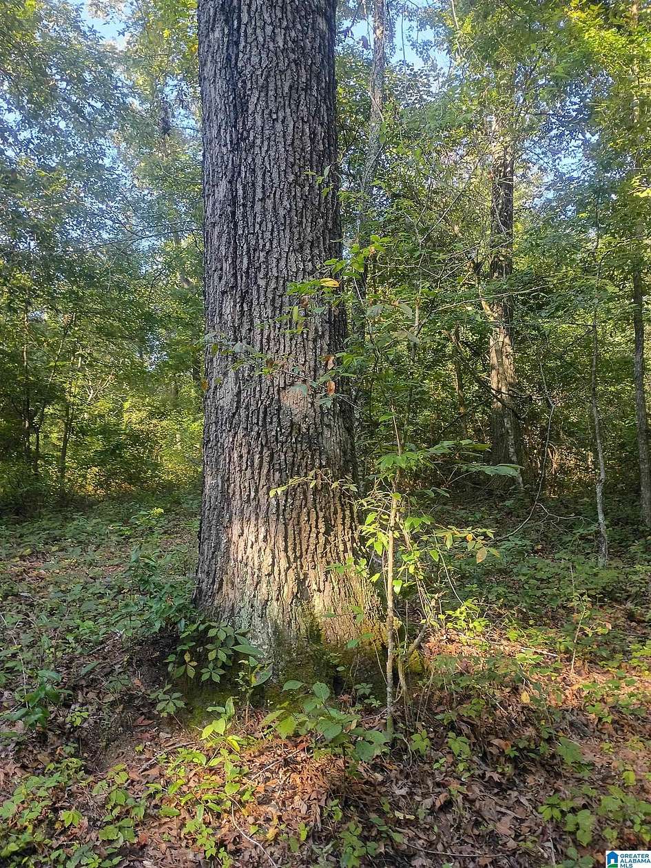 7.18 Acres of Land for Sale in Riverside, Alabama