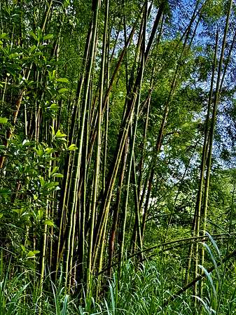 20.9 Acres of Recreational & Residential Land for Sale in Pahoa, Hawaii