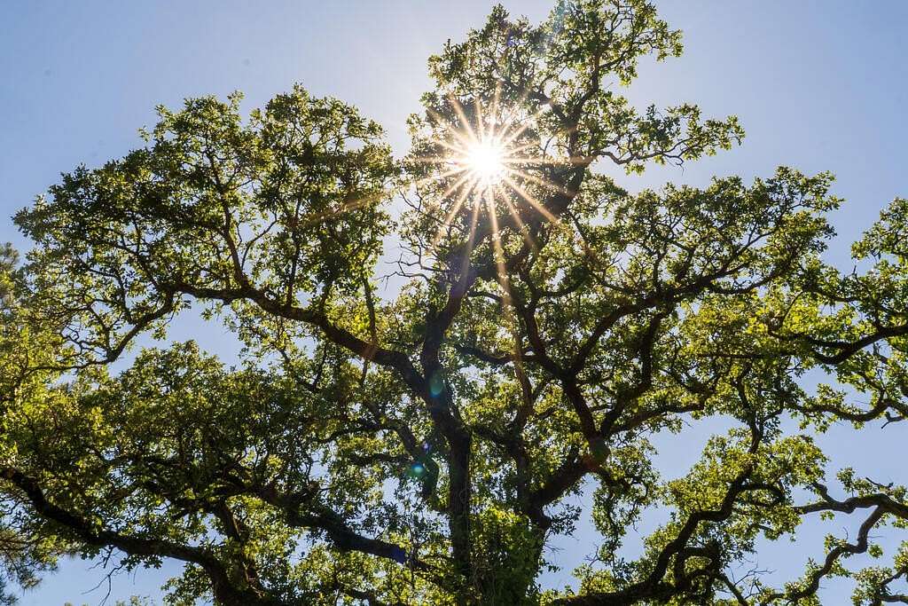 32 Acres of Recreational Land for Sale in Grapeland, Texas