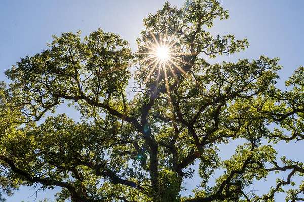 32 Acres of Recreational Land for Sale in Grapeland, Texas
