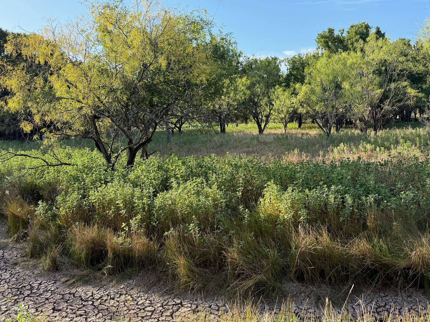 6.15 Acres of Agricultural Land for Sale in Brownwood, Texas