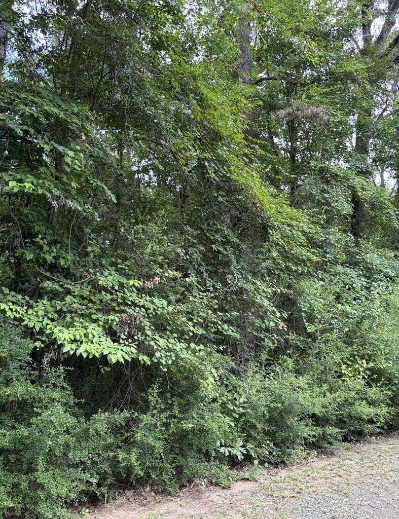 0.23 Acres of Residential Land for Sale in Hemphill, Texas