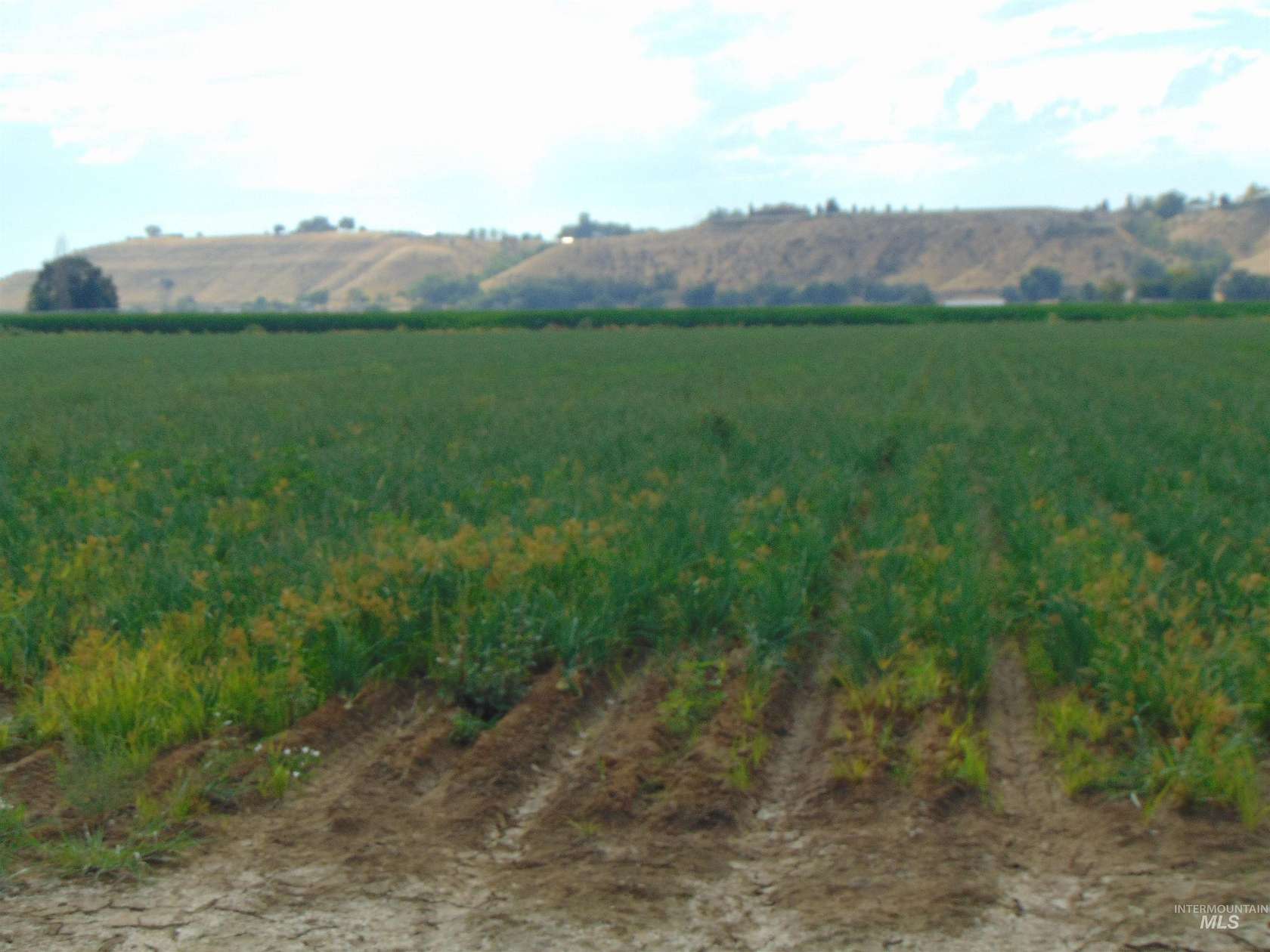 25.8 Acres of Agricultural & Residential Land for Sale in Ontario, Oregon