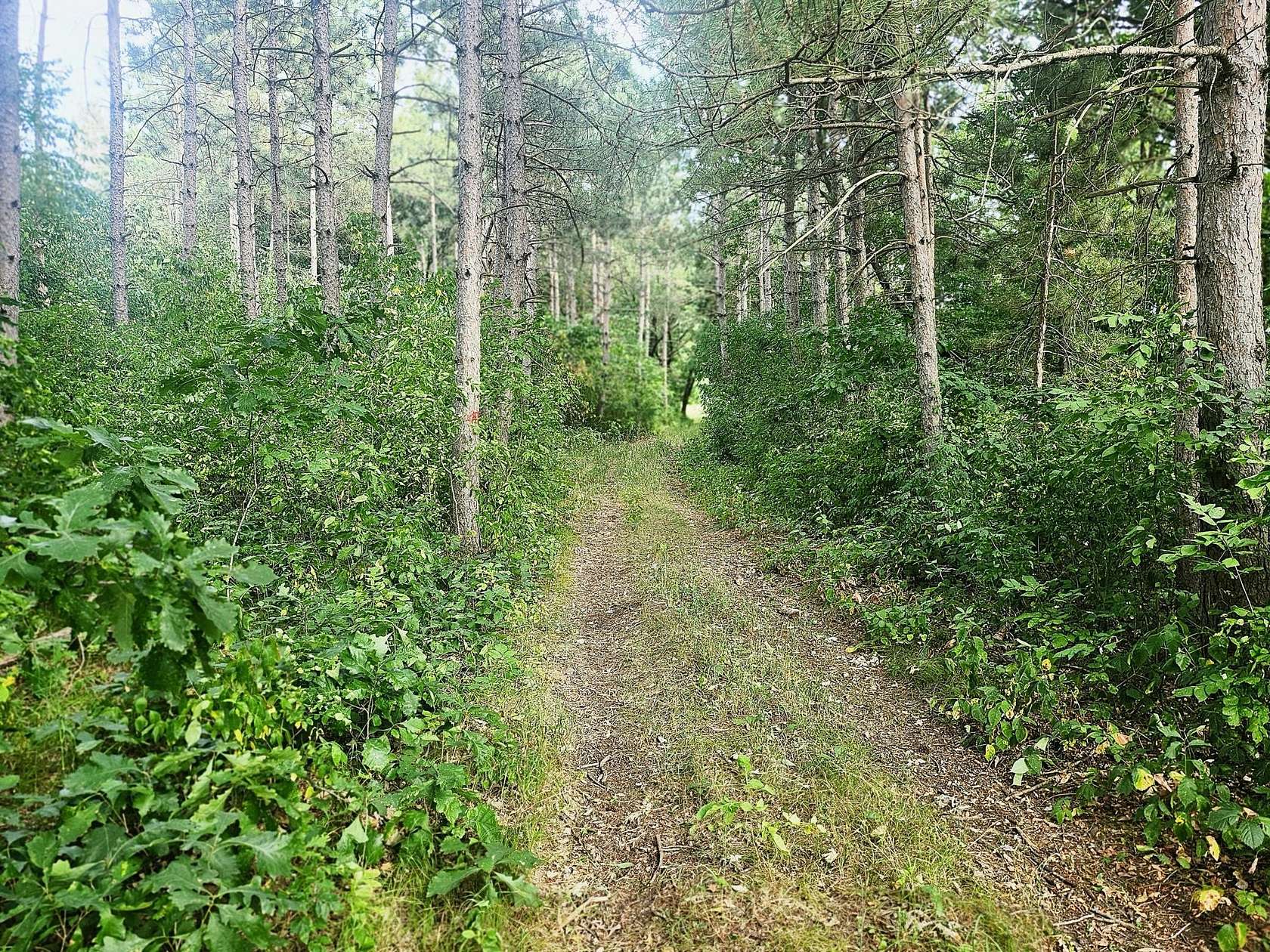 105 Acres of Recreational Land for Sale in Browerville, Minnesota