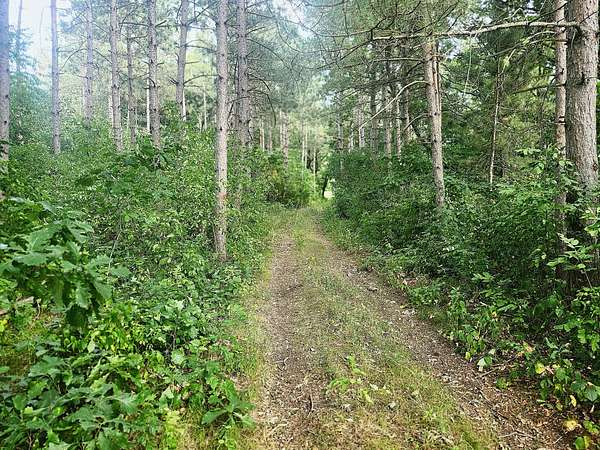 105 Acres of Recreational Land for Sale in Browerville, Minnesota