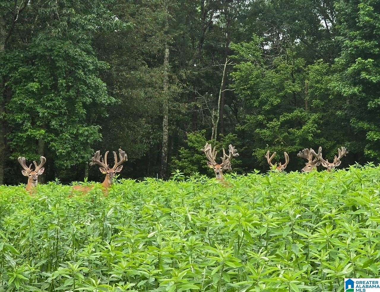 173 Acres of Land for Sale in Hayden, Alabama