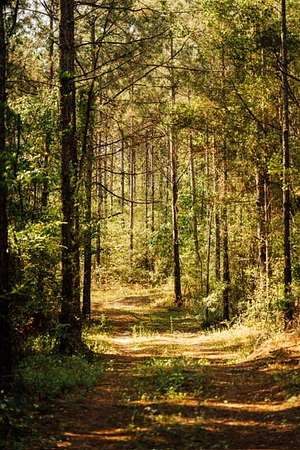 122 Acres of Recreational & Residential Land for Sale in Ellisville, Mississippi