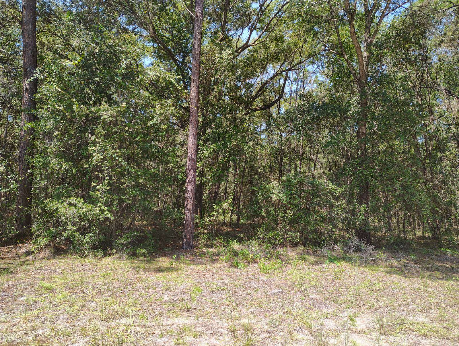 10 Acres of Residential Land for Sale in Interlachen, Florida