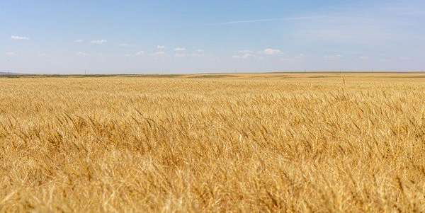 1,160 Acres of Land for Sale in Chester, Montana