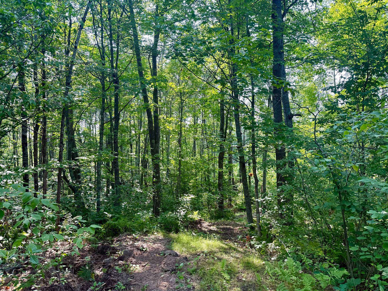 8.19 Acres of Land for Sale in Danbury, Wisconsin