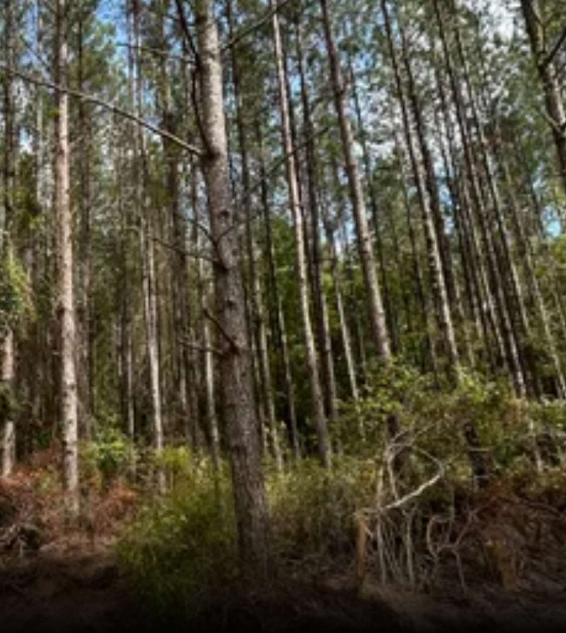 0.75 Acres of Residential Land for Sale in Ashville, Alabama