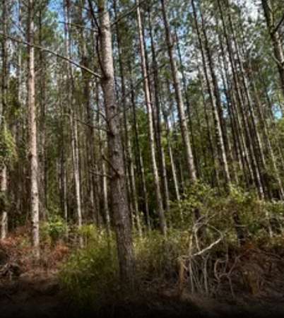0.75 Acres of Residential Land for Sale in Ashville, Alabama