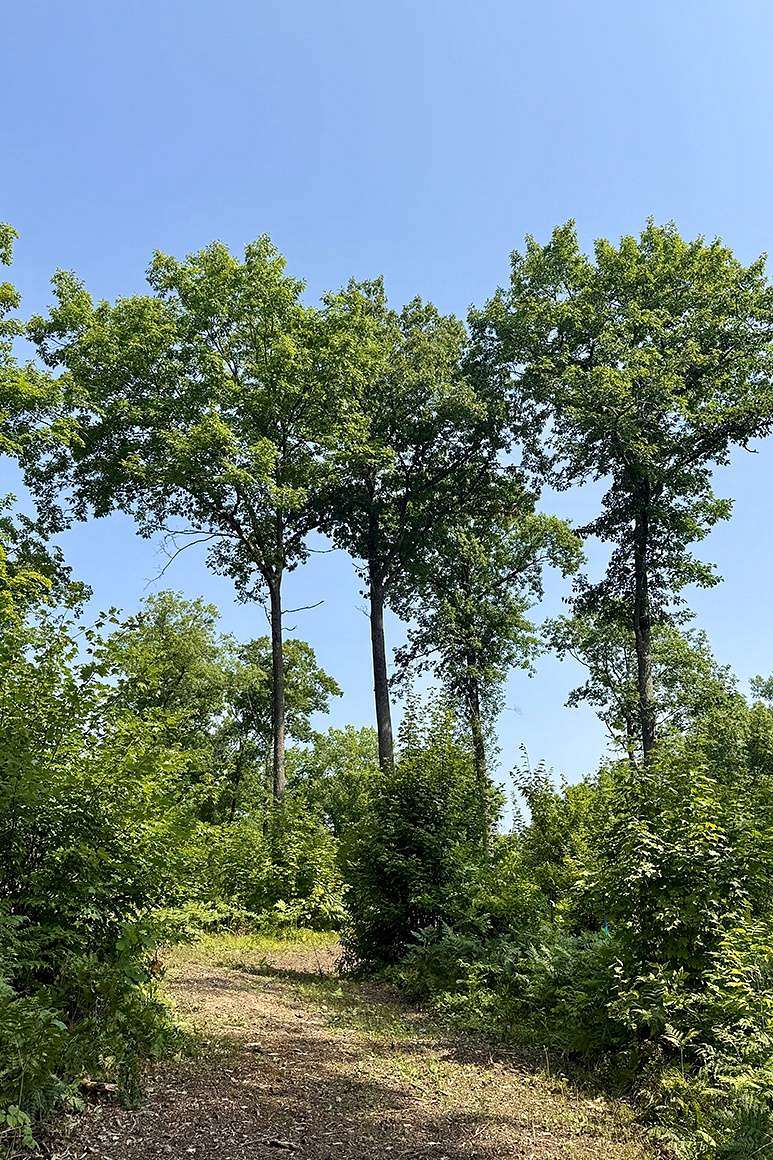 10.2 Acres of Recreational & Residential Land for Sale in Danbury, Wisconsin