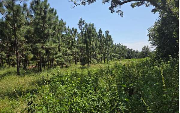 22.3 Acres of Agricultural Land for Sale in Live Oak, Florida
