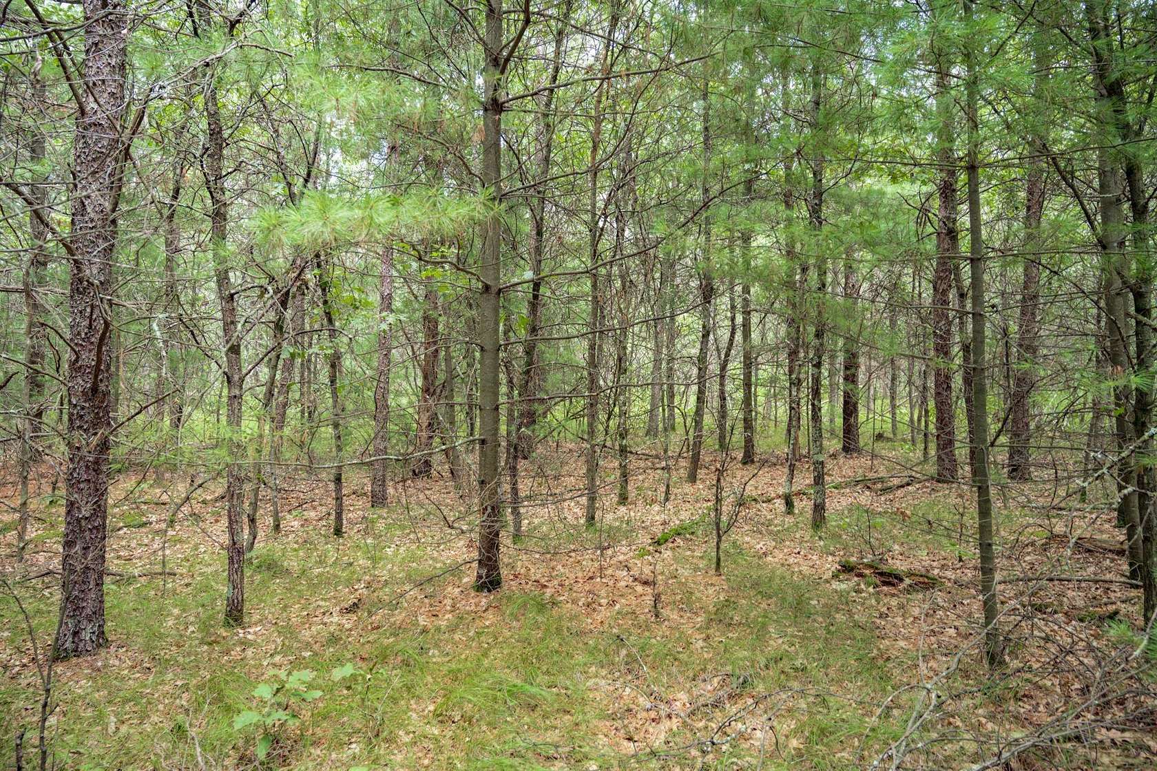 1.55 Acres of Residential Land for Sale in Necedah, Wisconsin
