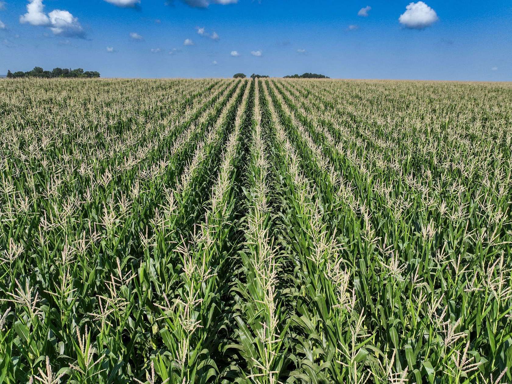 161 Acres of Land for Sale in Graettinger, Iowa