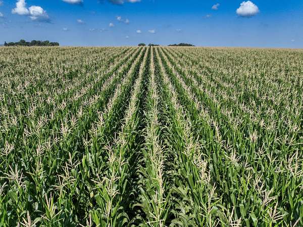 161 Acres of Land for Sale in Graettinger, Iowa