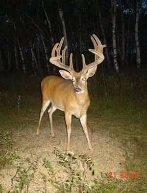 20 Acres of Land for Sale in Irons, Michigan