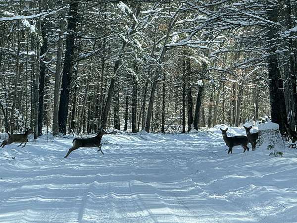 20 Acres of Land for Sale in Irons, Michigan