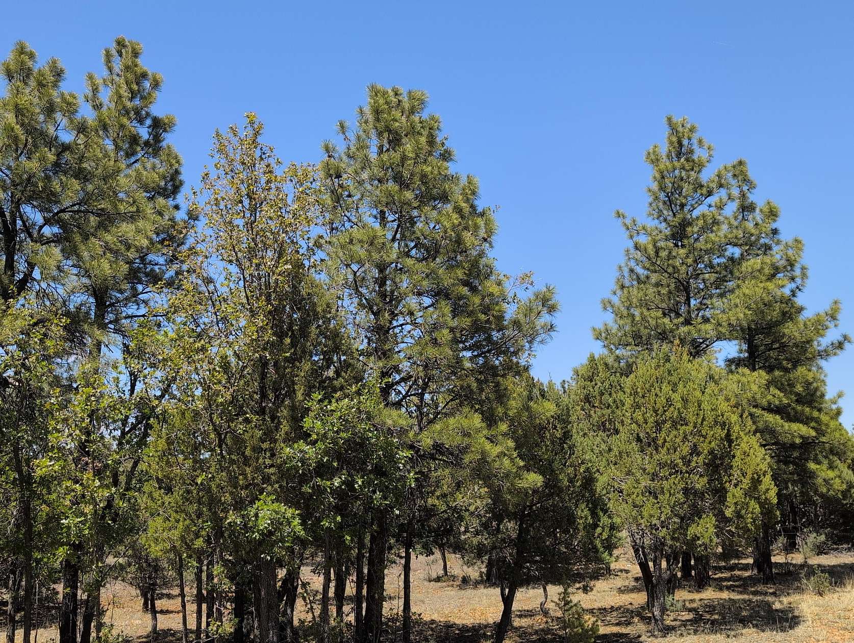 1 Acre of Residential Land for Sale in Happy Jack, Arizona